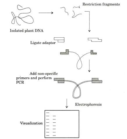 Overview of AFLP technique