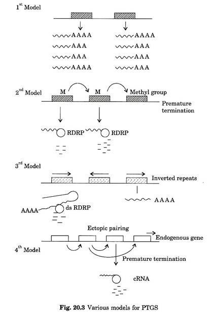 Various models for PTGS