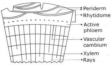 Rhytidome in Transverse Section 