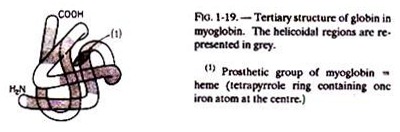 Tertiary Structure of Globin in Myoglobin