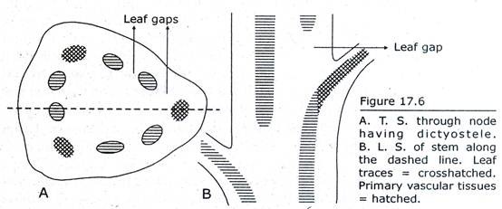 A.T.S. through node having Dictyostele