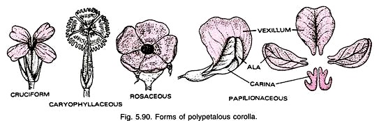 Forms of Polypetalous Corolla