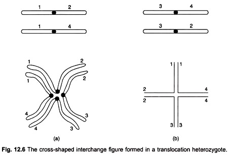 Cross-Shaped Interchange Figure Formed in a Translocation Heterozygote