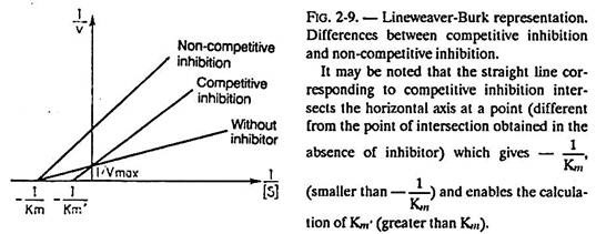 Lineweaver-Burk Representation