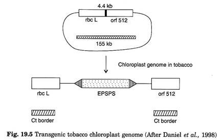 Transgenic Tobacoo Chloroplast Genome