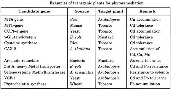 Examples of Transgenic Plants for Phytoremediation