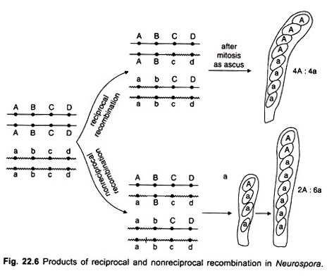 Products of reciprocal and nonreciprocal recombination in Neurospora