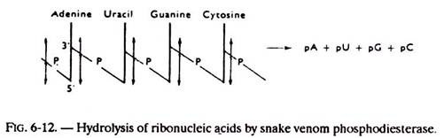 Hydrolysis of Ribonucleic Acids