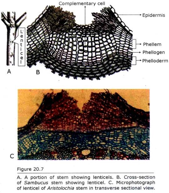 Lenticel