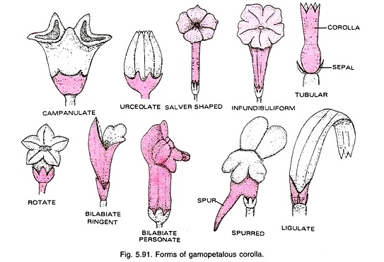 Forms of Gamopetalous Corolla