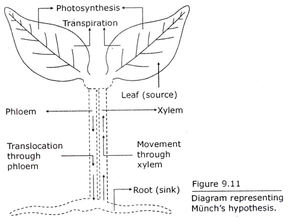 Munch's Hypothesis