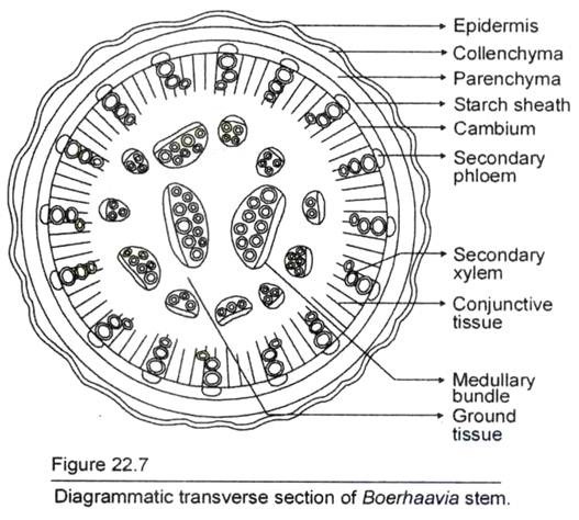 Transverse Section of Boerhaavia Stem