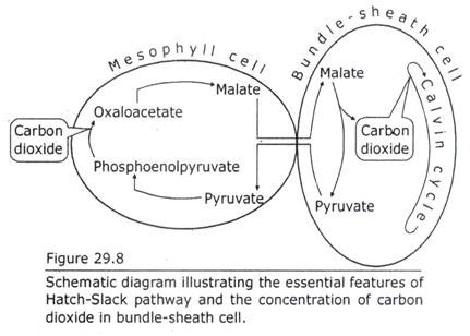 Essential Features of Hatch-Slack Pathway and the Concentration of Carbon Dioxide in Bundle-sheath Cell