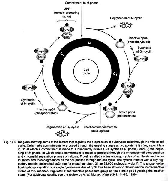 Some of the factors that regulate the progression of eukaryotic cells