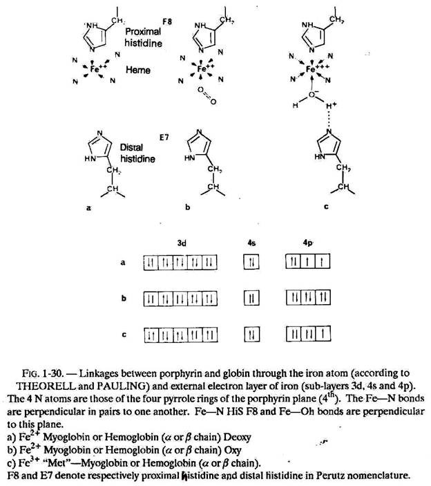 Linkages between Porphyrin and Globin