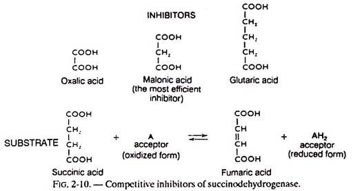 Competitive Inhibitors of Sucinodehydrogenase