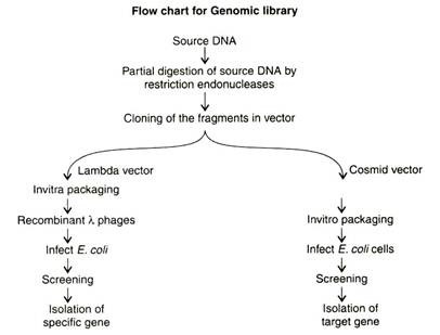 Flow chart for genomic library