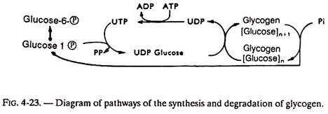 Synthesis and Degradation of Glycogen