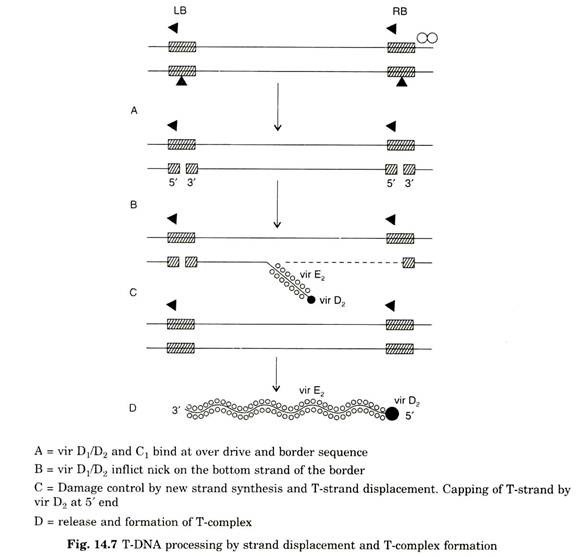 T-DNA processing by strand displacement and T-complex formation