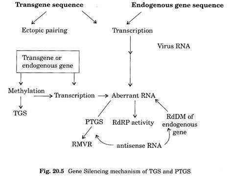 Gene silencing mechanism of TGS and PTGS