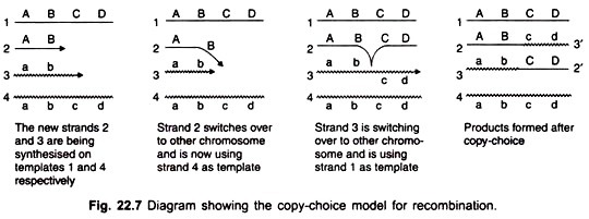 Diagram showing the copy-choice model for recombination