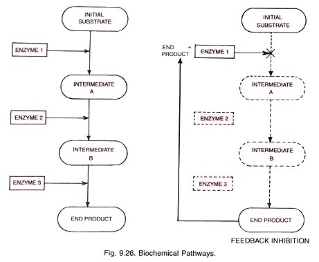 Biochemical Pathways