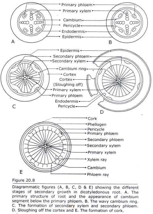 Different Stages of Secondary growth in Dicotyledonous Root