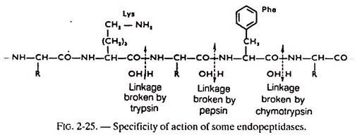 Specificity of Action of Some Endopeptidases