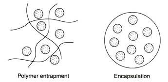 Polymer Entrapment and Encapsulation