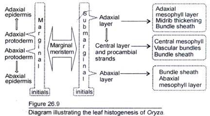 Leaf Histogenesis of Oryza