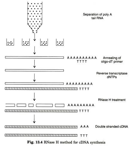 RNase H method for cDNA synthesis 