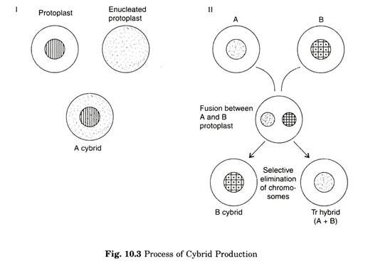 Process of Cybrid Production