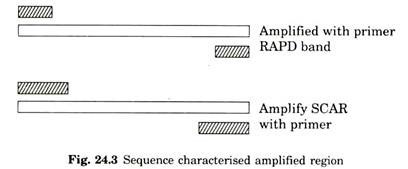 Sequence Characterized Amplified Region 