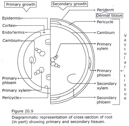 Cross -Section of Root showing Primary and Secondary Tissues