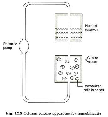 Column-Culture Apparatus for Immobilizatio