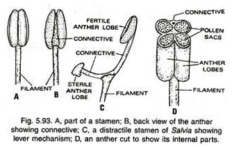 Stamens