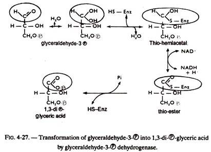 Transformation of Glyceraldehyde