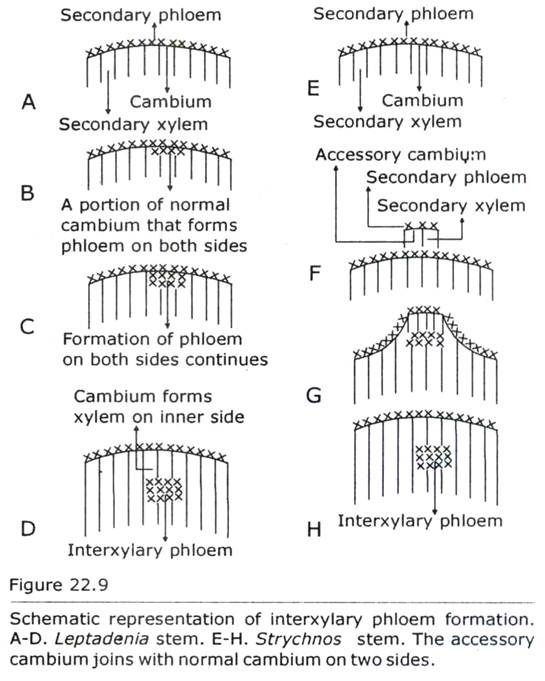 Interxylary Phloem Formation