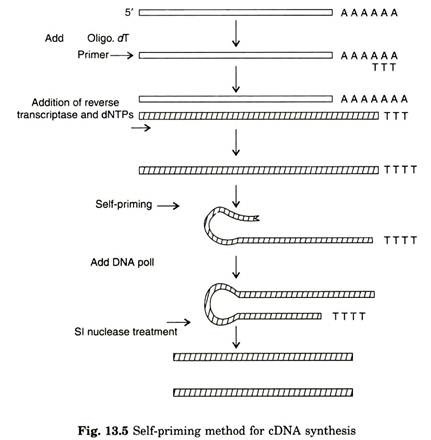 Self-priming method for cDNA synthesis