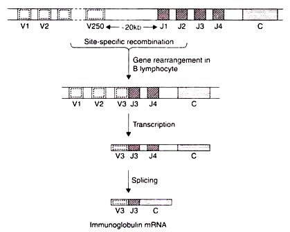 Site-Specific Recombination