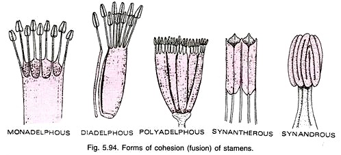 Forms of Cohesion of Stamens