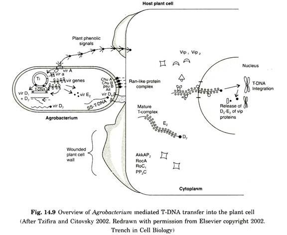 Overview of agrobacterium