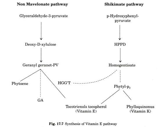 Synthesis of Vitamin E pathway