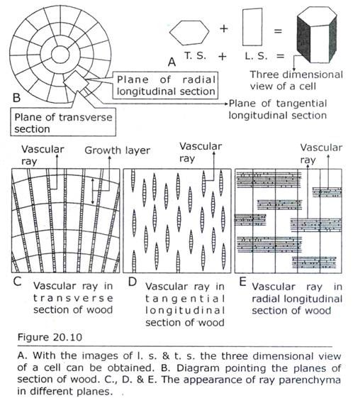 Three Dimensional View of a Cell can be obtained