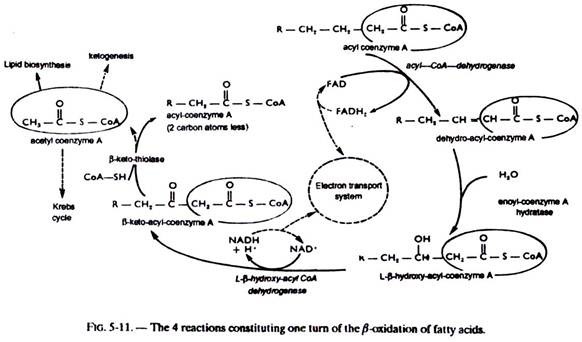 4 Reactions Constituting One Turn of the β-oxidation of Fatty Acids