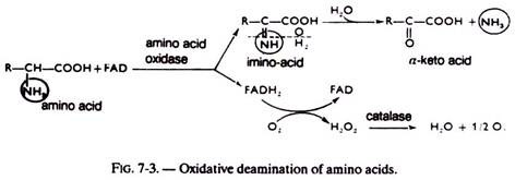Oxidative Deamination of Amino Acids