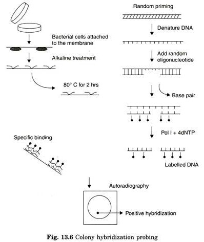 Colony hybridization probing