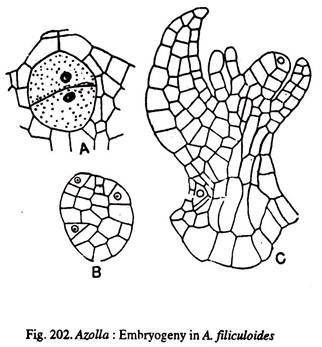 Azolla: Embrygeny in A. filiculoides