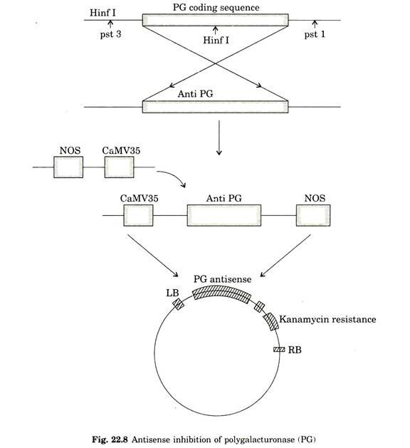 Antisense inhibition of polygalacturonase (PG)