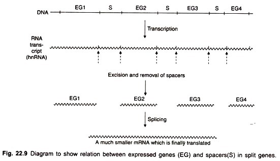 Diagram to show relation between expressed genes (EG) and spacers (S) in split genees.